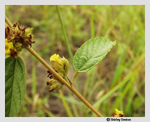 Waltheria indica