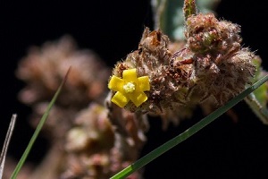 Waltheria indica