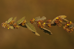 Waltheria indica