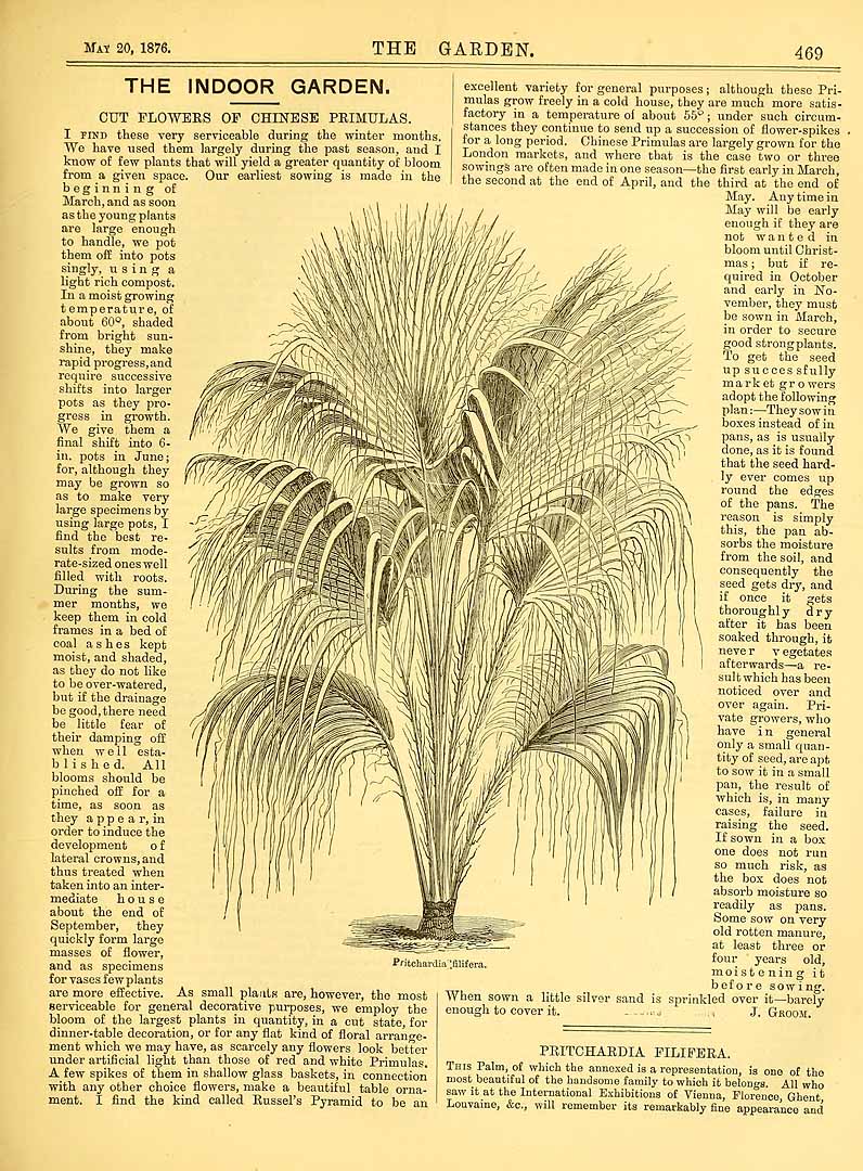 Washingtonia filifera