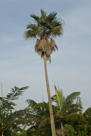 Washingtonia robusta