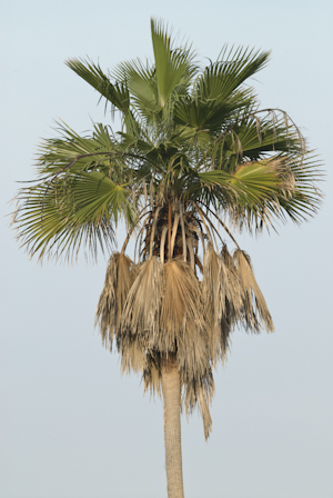 Washingtonia robusta