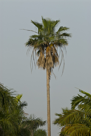 Washingtonia robusta