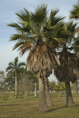 Washingtonia robusta