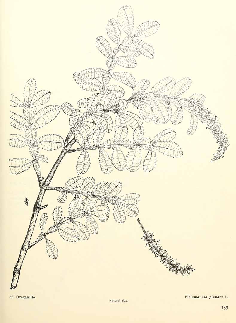 Weinmannia pinnata