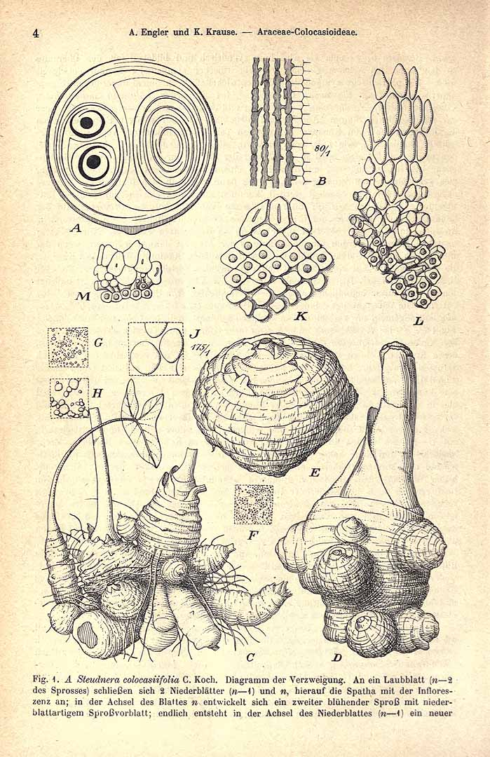 Xanthosoma caracu