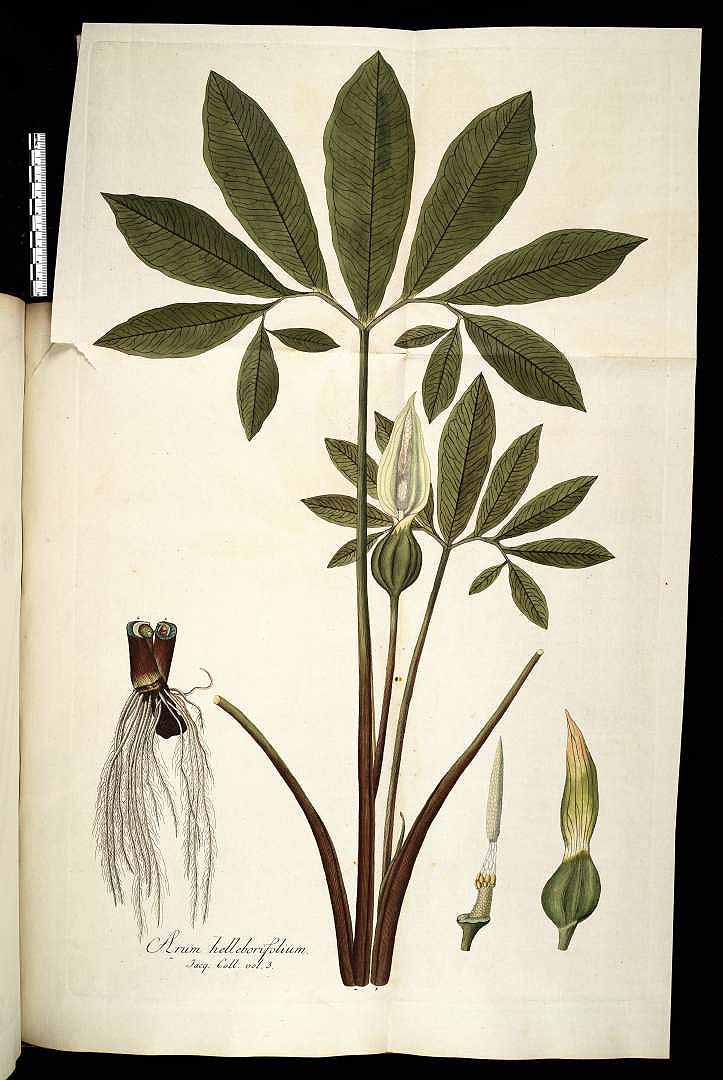 Xanthosoma helleborifolium