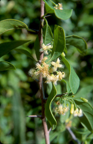 Ximenia americana