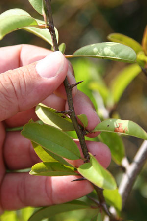 Ximenia americana