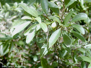 Ximenia americana