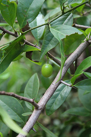 Ximenia americana