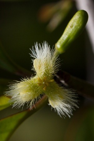 Ximenia americana