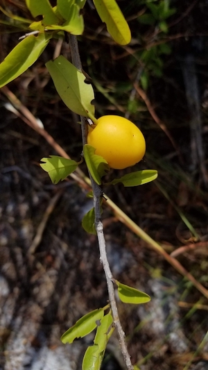 Ximenia americana