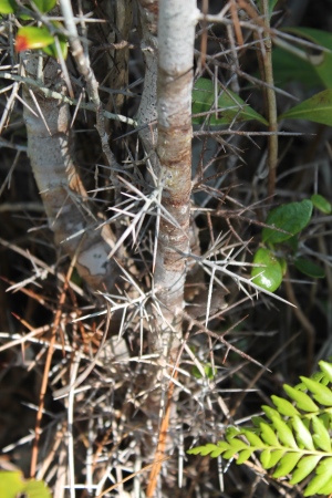 Xylosma buxifolia