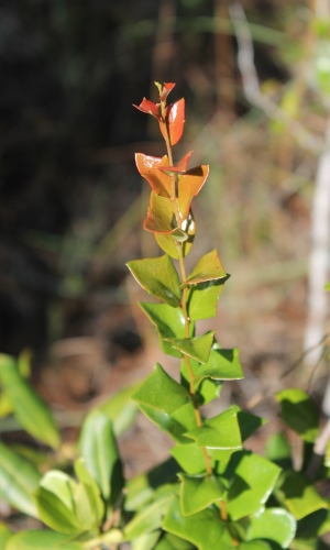 Xylosma buxifolia