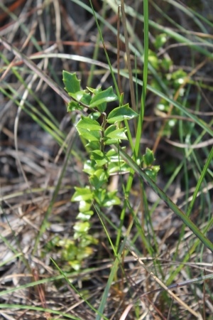 Xylosma buxifolia
