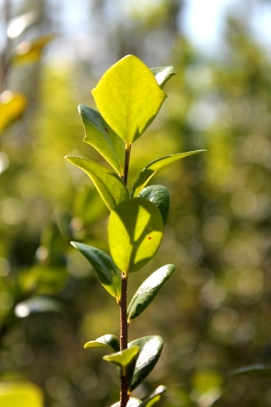 Xylosma buxifolia