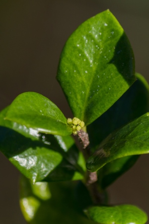 Xylosma buxifolia