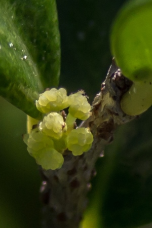 Xylosma buxifolia