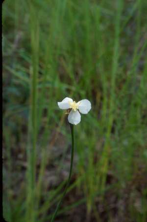 Xyris caroliniana