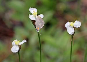 Xyris caroliniana