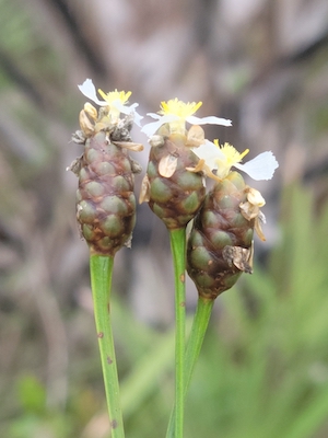 Xyris platylepis