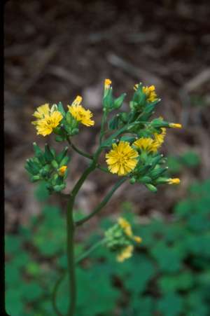 Youngia japonica