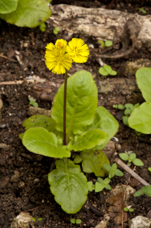 Youngia japonica