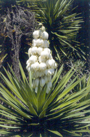 Yucca aloifolia