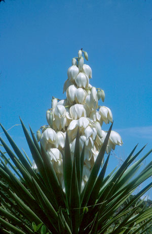 Yucca aloifolia