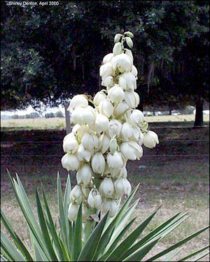 Yucca aloifolia