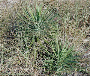 Yucca aloifolia