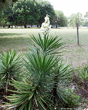 Yucca aloifolia