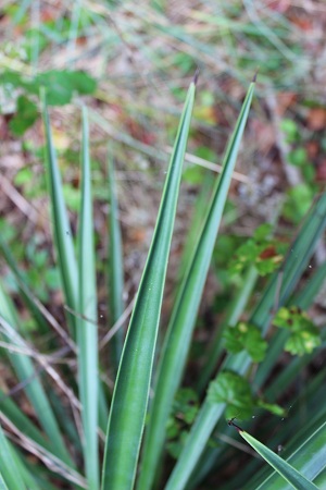 Yucca aloifolia