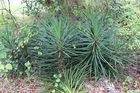 Yucca aloifolia