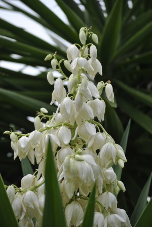 Yucca aloifolia