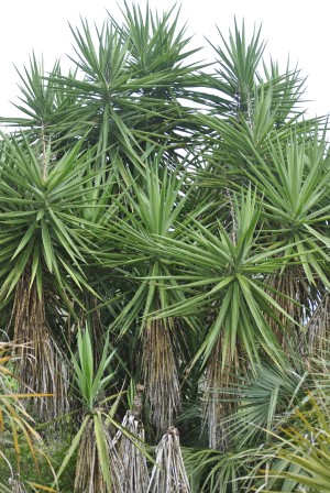 Yucca aloifolia