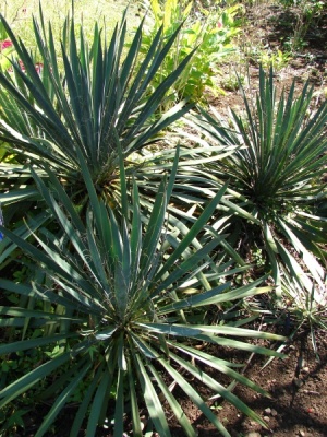 Yucca filamentosa