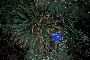 Yucca filamentosa