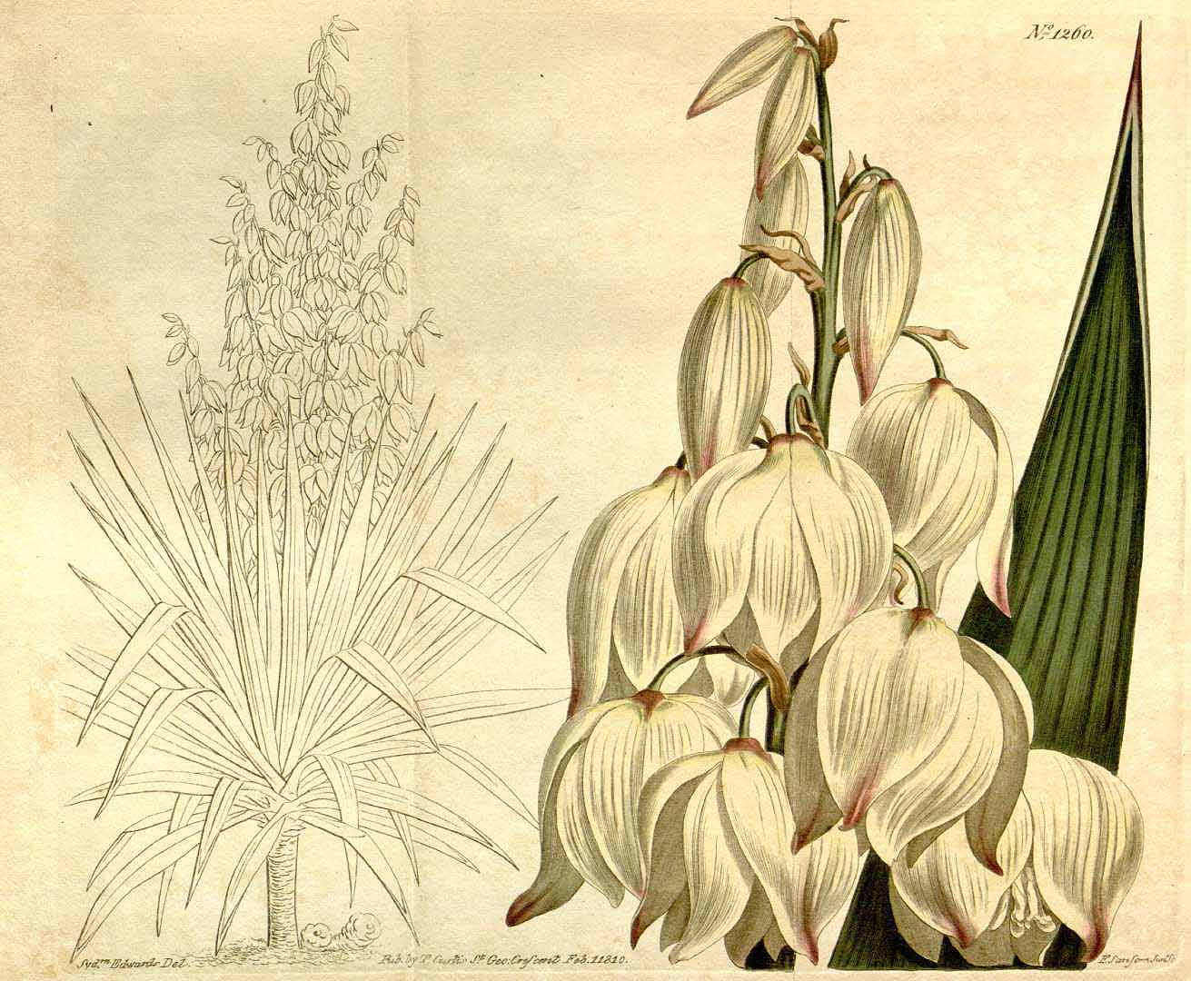 Yucca gloriosa