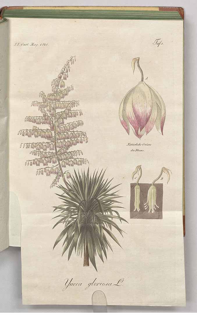 Yucca gloriosa