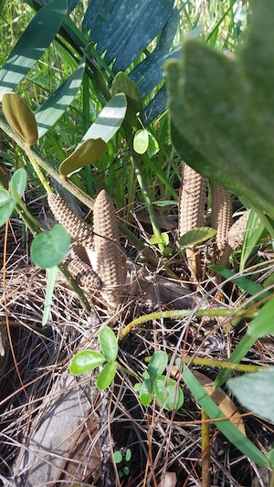 Zamia furfuracea