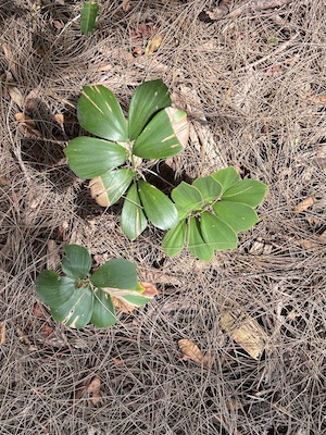 Zamia furfuracea