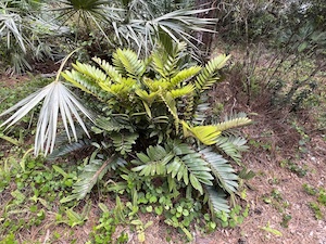 Zamia furfuracea