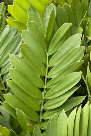 Zamia furfuracea