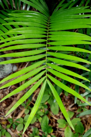 Zamia pumila