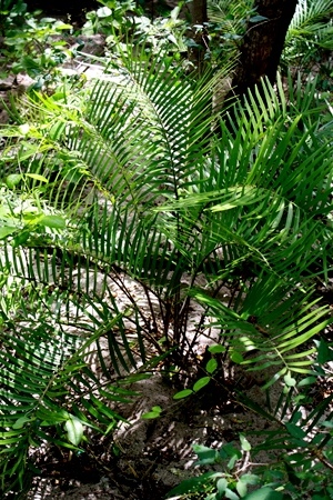 Zamia pumila