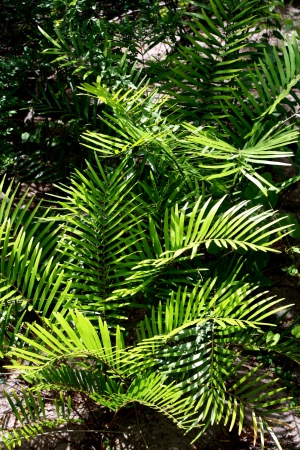 Zamia pumila