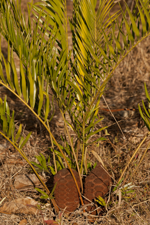 Zamia integrifolia