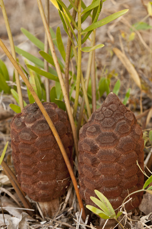 Zamia integrifolia